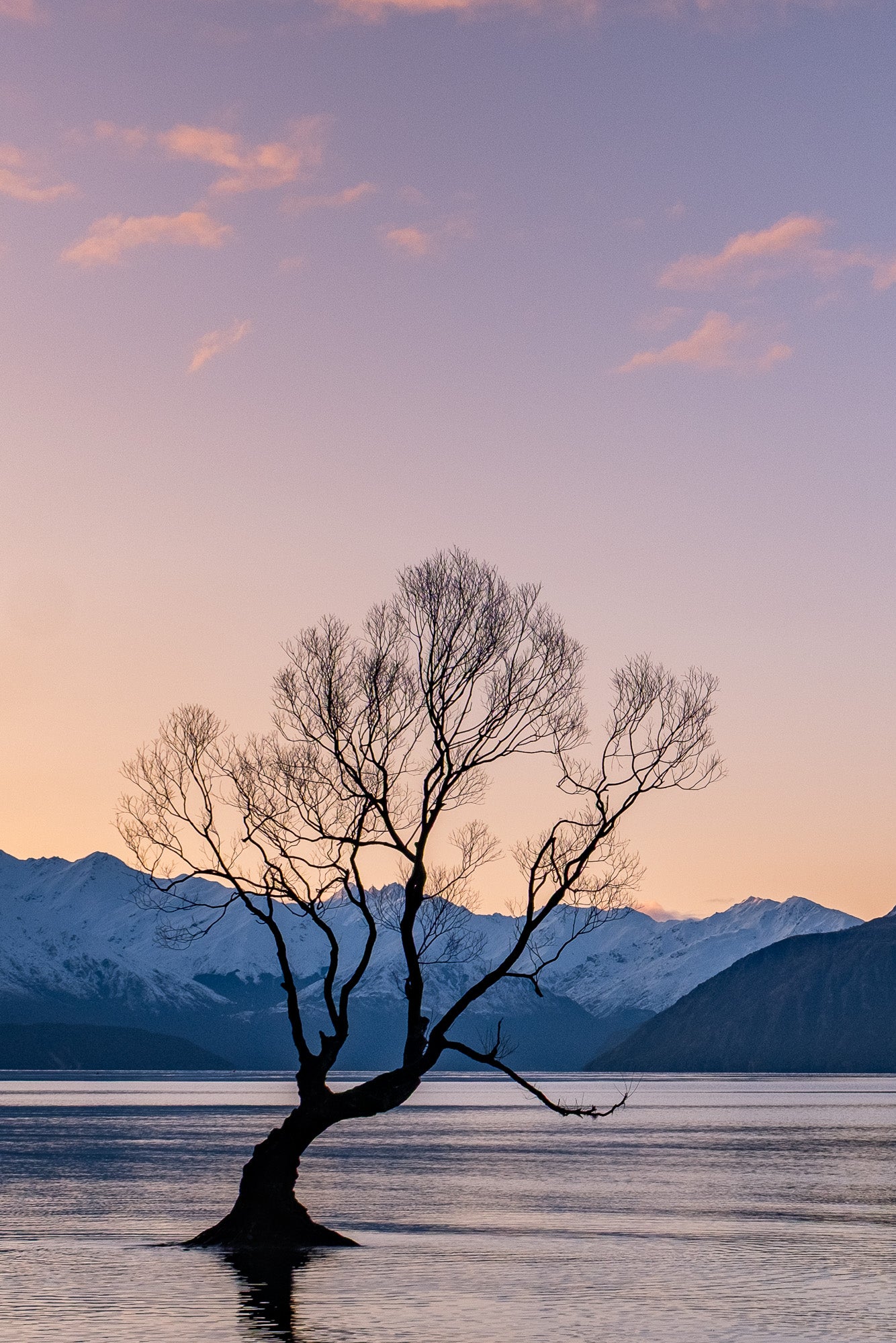 Silhouette of a tree in the middle of a lake with mountains in the background during sunset.
