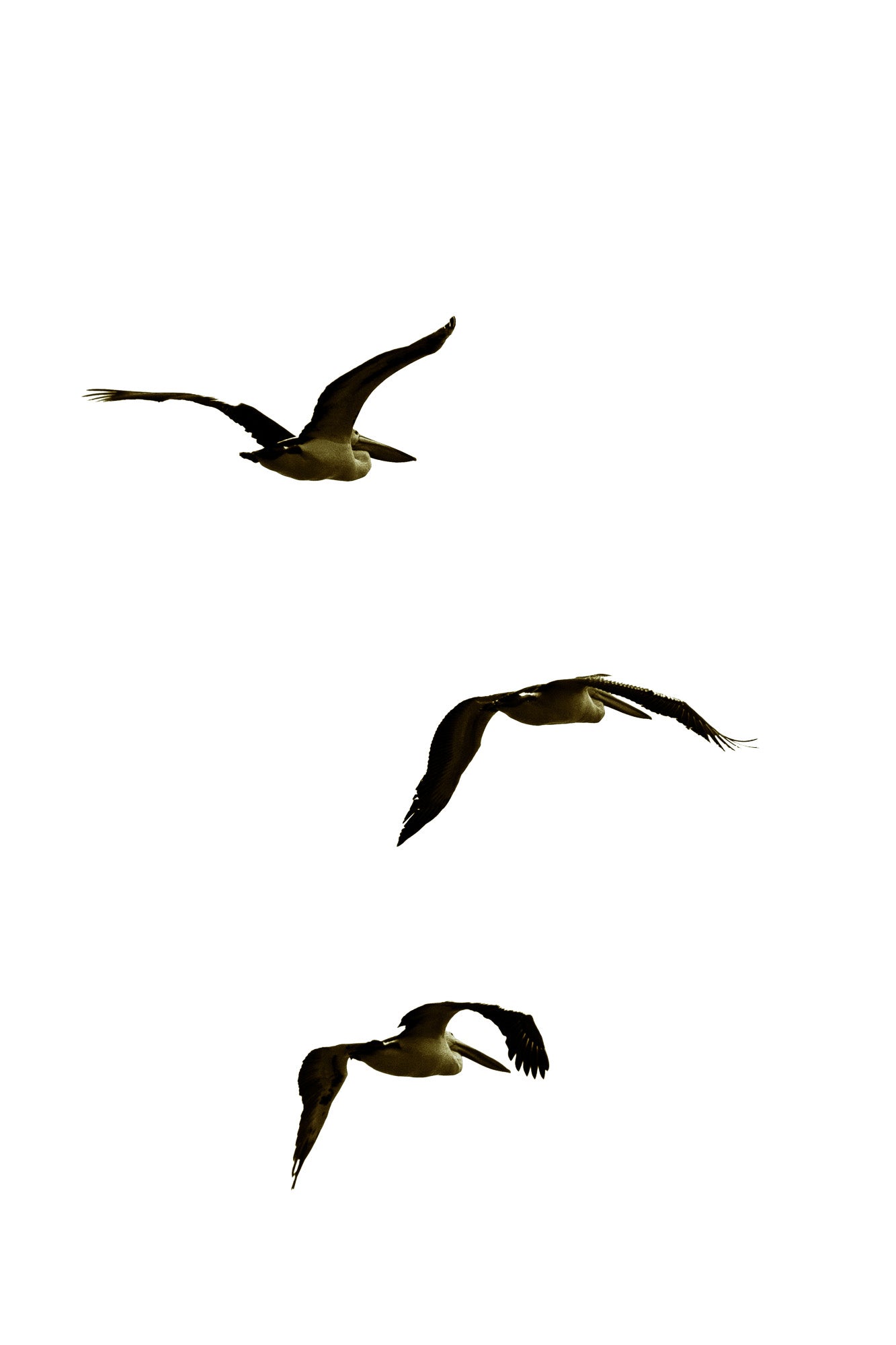 Three birds flying against a white background