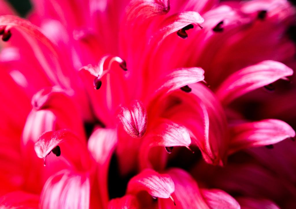 Electric Bloom