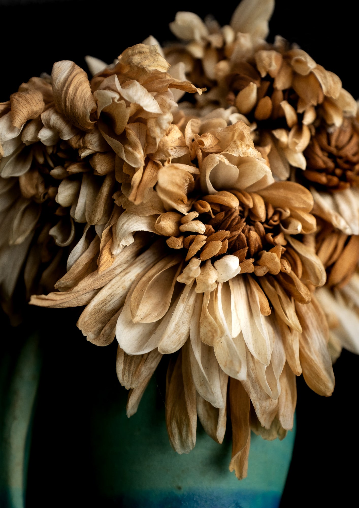 Last Light on Petals