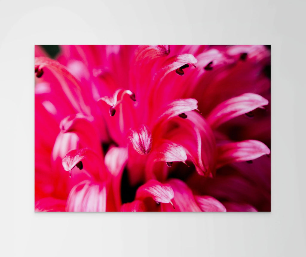 Electric Bloom